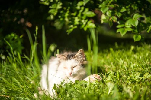 a cat laying in the grass in the grass at Pürstinghof in Flachau