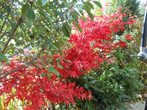 a bunch of red flowers on a tree at Ca' Ada in Faver