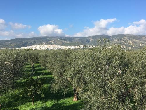 a row of trees in a field with mountains in the background at Casa MARESOLE in Mattinata