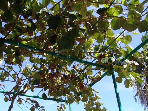 a tree with lots of green leaves on it at Sobe Bozica in Krk