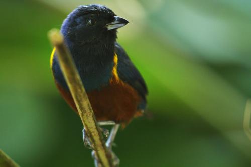a bird is sitting on a branch at Casa Ka in Maresias