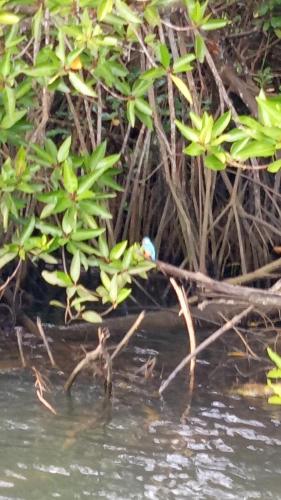 a blue bird sitting on a branch in the water at Mahi Villa in Bentota
