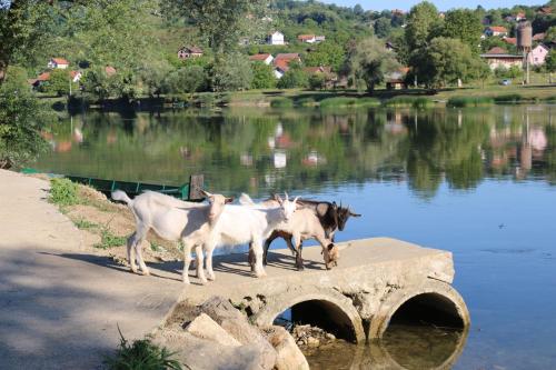 a group of goats crossing a bridge over a river at Holiday homes Piralo in Kostajnica