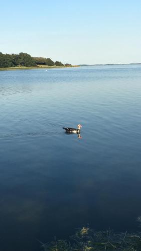a duck swimming in a large body of water at Søfryd B&B in Præstø