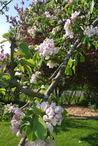 a tree with pink flowers on it in a yard at Søfryd B&B in Præstø