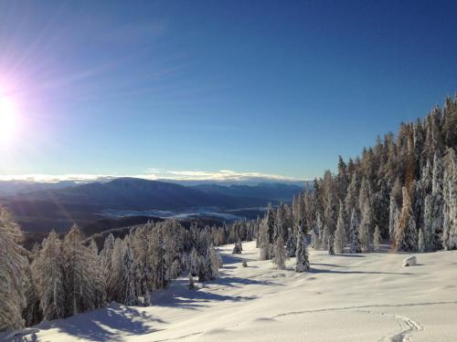 a snow covered slope with trees on a mountain at Zum Hirschen Boutique Hotel Val di Non in Unsere Liebe Frau im Walde