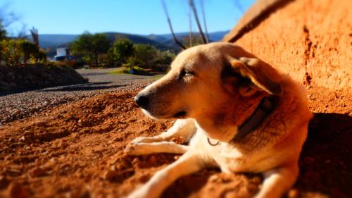 a brown dog laying on the ground in the dirt at Camping Auberge Zebra in Ouzoud