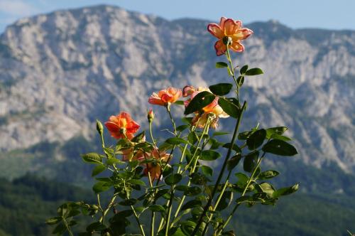 a plant with flowers in front of a mountain at Biohof Schwanser in Steinbach am Attersee