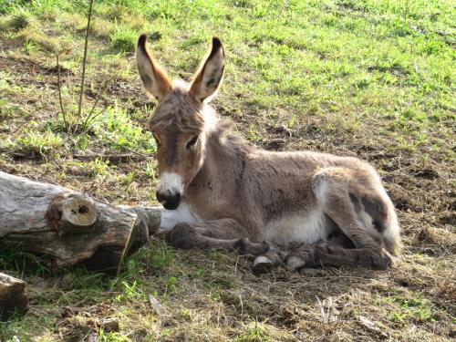 a donkey laying in the grass next to a log at CASA VACANZA Residence Lago di Endine in Monasterolo del Castello