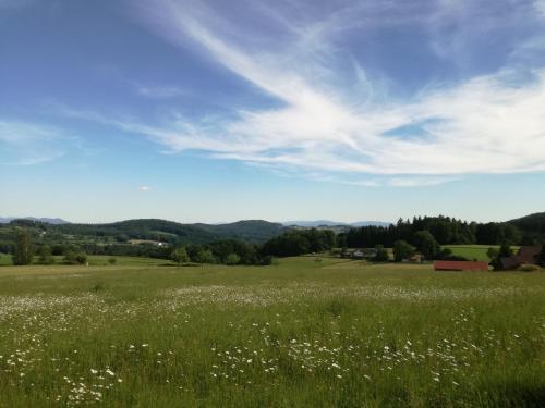 a field of white flowers in a green field at Gasthaus Zur Waldesruh in Waffenbrunn