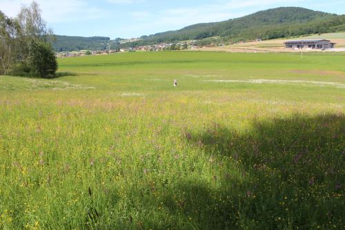 a person in a field of grass with flowers at Gasthaus Zur Waldesruh in Waffenbrunn