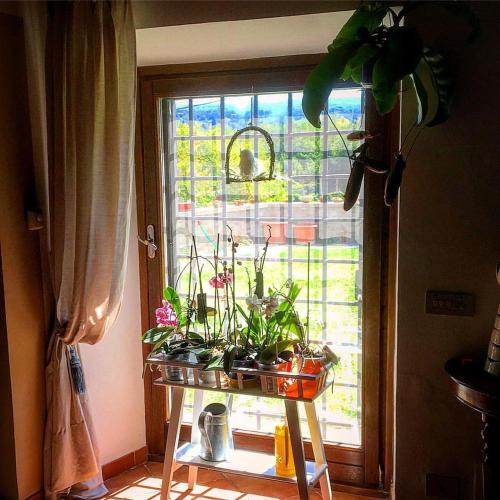 une table avec des plantes devant une fenêtre dans l'établissement Alloggio Turistico Vigna Clara, à Viterbe