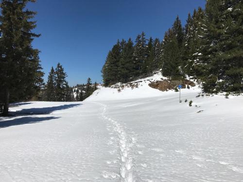 a trail in the snow with trees on a mountain at Appartement Chamrousse le Vernon in Chamrousse