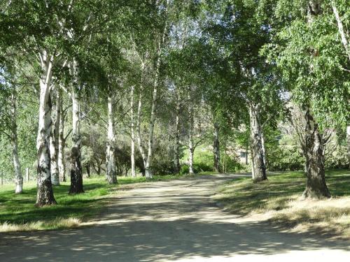 a road through a forest with trees on either side at O Naturel Vineyard Stay in Cromwell