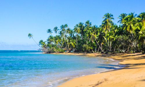 a beach with palm trees and the ocean at Casa Delfin Guest House in Las Terrenas
