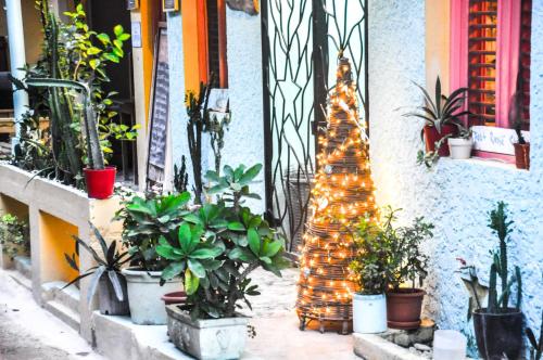 a lit up christmas tree in front of a building with plants at Casa Delfin Guest House in Las Terrenas
