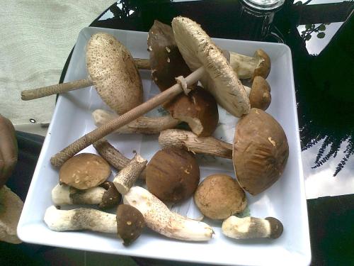 a white plate with mushrooms on a table at Chata FORESTINA in Vyšné Ružbachy