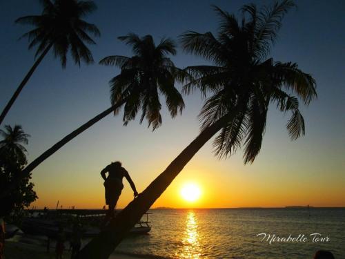 a man climbing a palm tree on the beach at sunset at Mirabelle Joglo Village in Karimunjawa