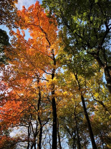 a group of trees with autumn leaves at Rock&Wood Cozy House in Hangzhou
