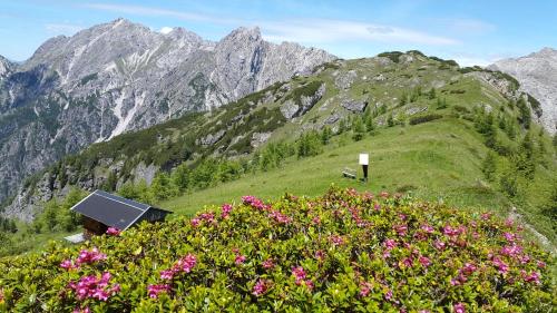 a view of a mountain with pink flowers at Gasthof Wacht in Untertilliach