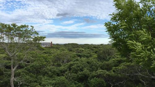 a field of trees with a house in the distance at Sea Lion in Nantucket
