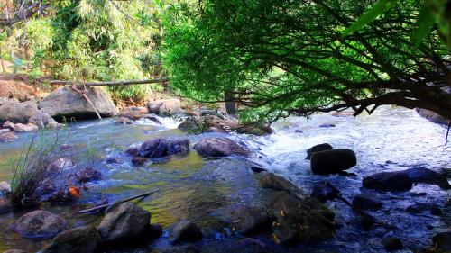 a stream of water with rocks and a tree at Fab Valley Homestay in Munnar