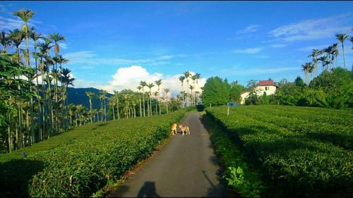 two dogs walking down a road in a field at 朵麗絲森林 in Meishan