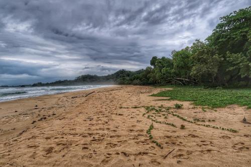 a sandy beach with trees and the ocean at Hotel Caribbean View in Bastimentos