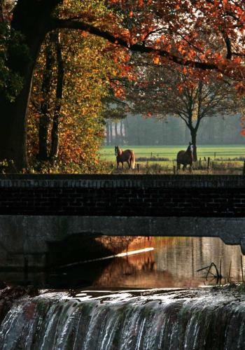 two horses standing next to a waterfall next to a river at Beerze Brouwerij Hotel in Vessem