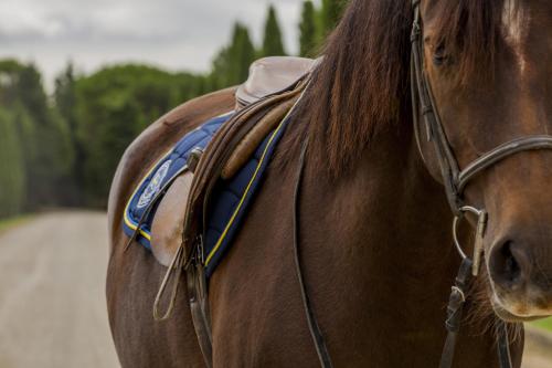 a close up of a brown horse wearing a saddle at Il Borro Relais & Châteaux in San Giustino Valdarno