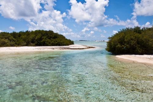 a view of a beach with trees in the water at La Due Thulusdhoo in Thulusdhoo