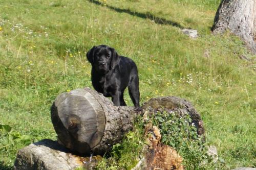 a black dog standing on top of a tree stump at Panoramapension Platzer in Kolbnitz