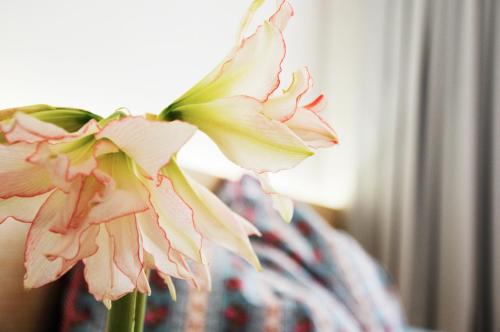 a close up of a pink flower in a vase at Architectural City Loft in Sofia