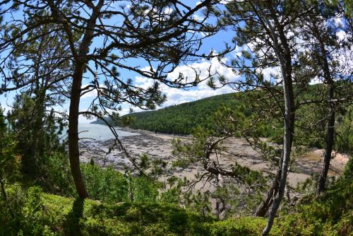 a view of a river through the trees at Les 2 Iles in La Malbaie