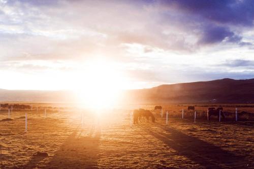 a group of horses standing in a field with the sunset at Akurgerði Guesthouse 4 - Country Life Style in Ölfus