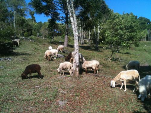 a herd of sheep grazing in a field at Delirius Hospedagem in Itamonte