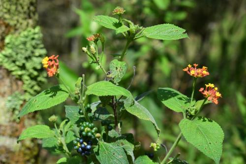 a plant with green leaves and orange flowers at Monte La MaMa Ecolodge in Viotá
