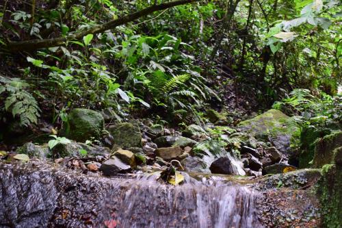 a small waterfall in the middle of a forest at Monte La MaMa Ecolodge in Viotá