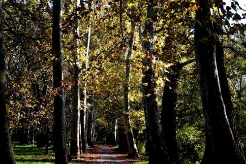 a dirt road lined with trees in a park at VATUS Apartmanház Vác in Vác
