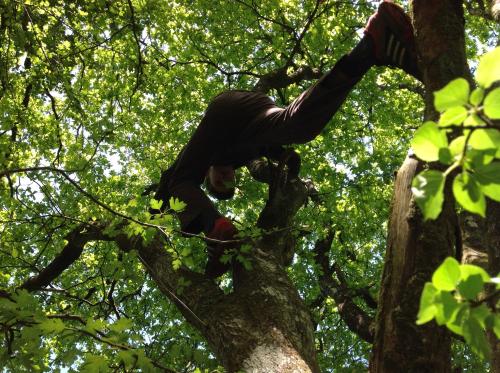 a man is climbing up a tree at Devon Eco Lodges in Winkleigh