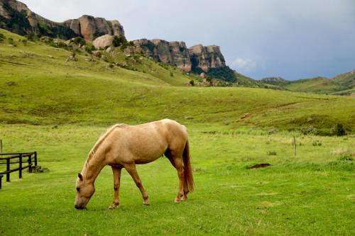 a brown horse grazing in a field of grass at Greenfire Drakensberg Lodge in Bonjaneni