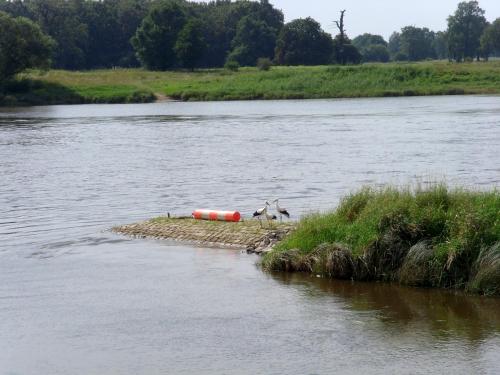 a dog standing on an island in the middle of a river at Elbterrassen zu Brambach in Dessau