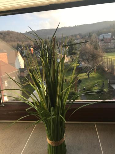 a plant in a vase in front of a window at Harzer Ferienlodge in Wernigerode