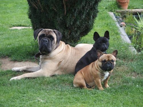 three dogs laying in the grass in the yard at Le Gite Du Breux Face Semois Chassepierre au 2 ème étage in Chassepierre