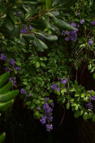 a plant with purple flowers and green leaves at Costanera Mar Hotel & Suites in San Clemente del Tuyú