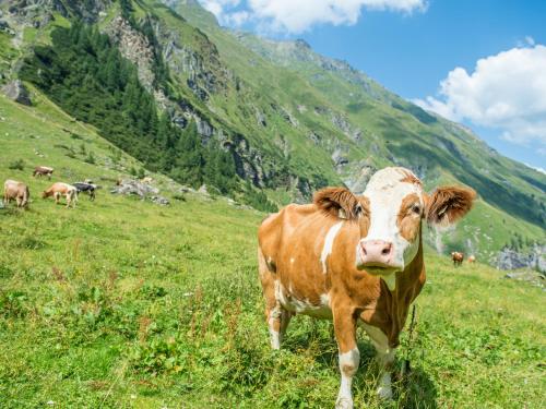 a brown and white cow standing in a grassy field at Appartement-Pension Fahrnberggut in Rauris