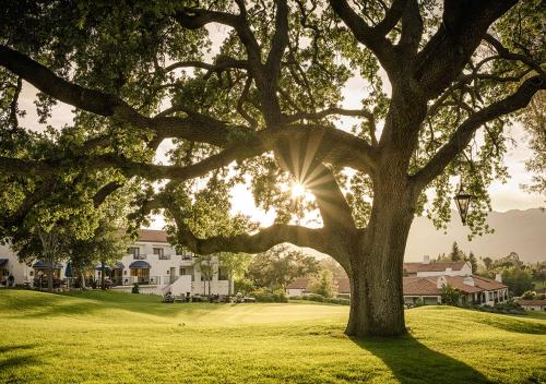 a tree in a field with the sun shining through it at Ojai Valley Inn in Ojai