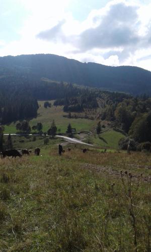 a group of cows grazing in a field at Dacha PODOBOVETS 127 in Podobovets