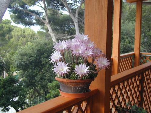 a potted plant sitting on the railing of a porch at La Casa di Ulisse B&B in Quercianella