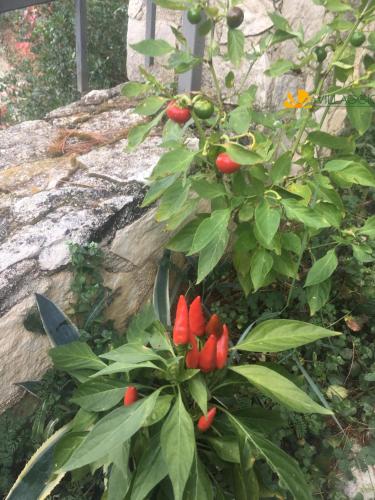 a plant with red flowers growing next to a rock at Villaggio Elisena in Vieste